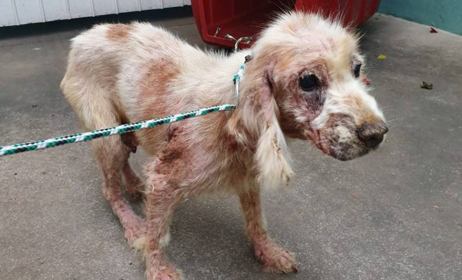 Cachorro preso, em situação de maus-tratos