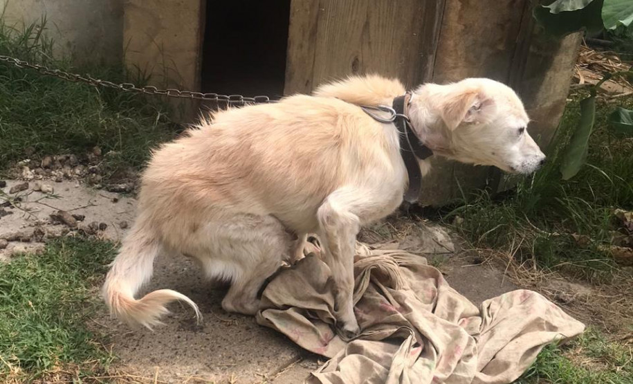 Cachorro em situação de maus-tratos
