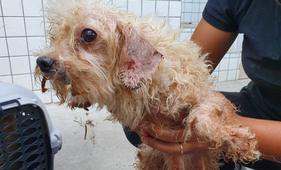 Pessoa segura cão em situação de maus-tratos