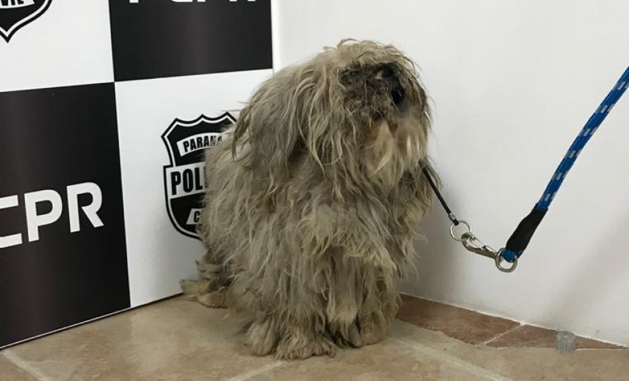 Cachorro em situação de maus-tratos
