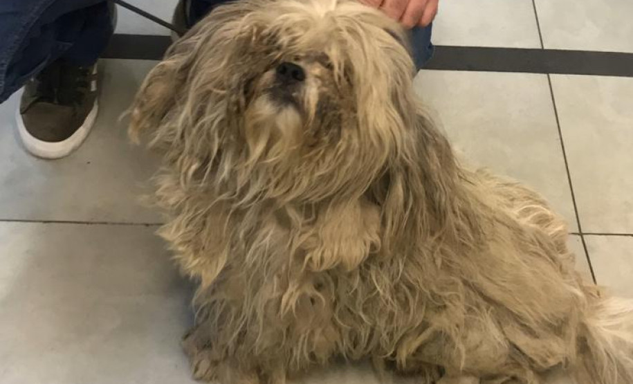 Cachorro em situação de maus-tratos