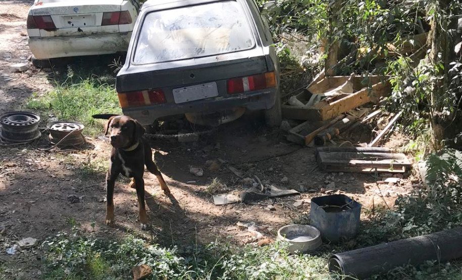 Cachorro em situação de maus-tratos
