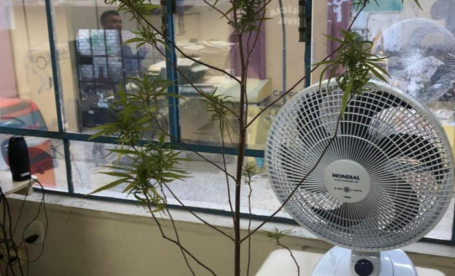 Pé de maconha apreendido durante operação