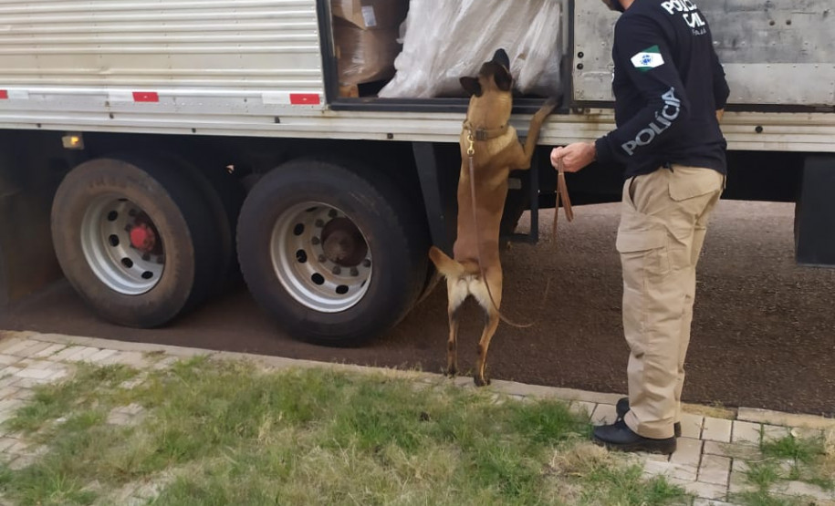 Apreensão de 3,1 toneladas de maconha