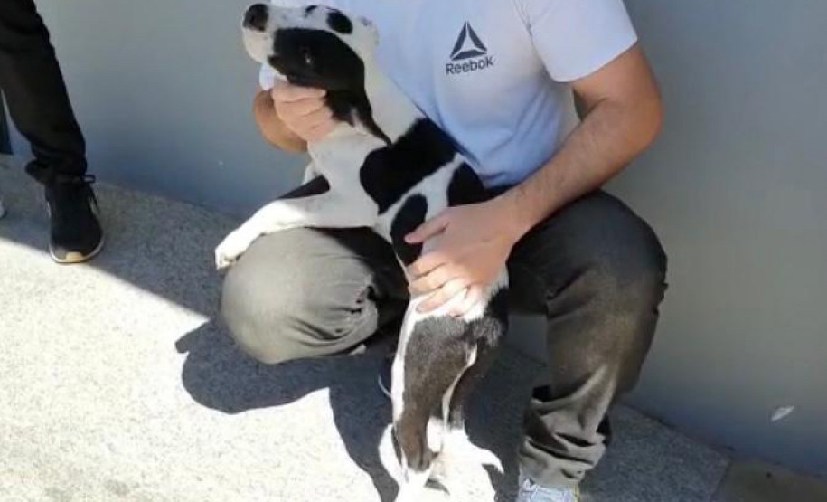 Um cão filhote junto a uma pessoa