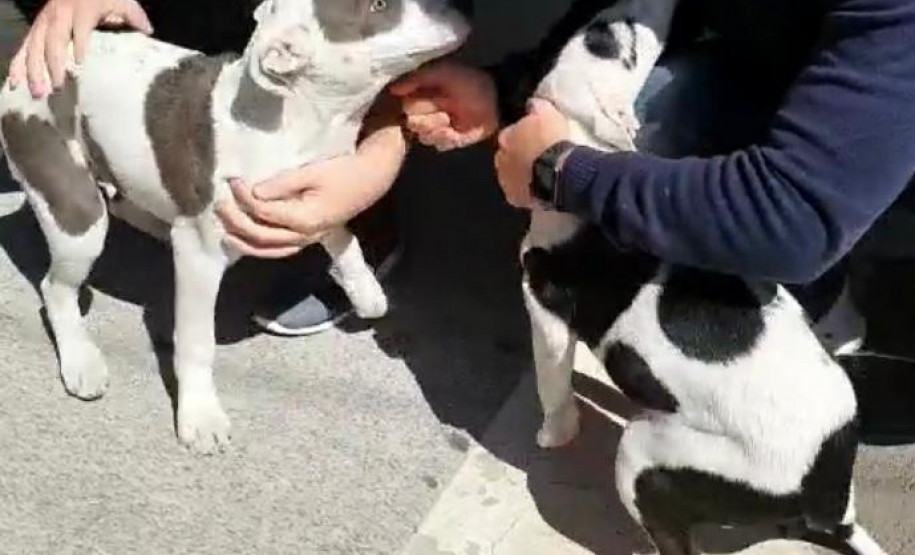 Dois cães filhotes junto a algumas pessoas