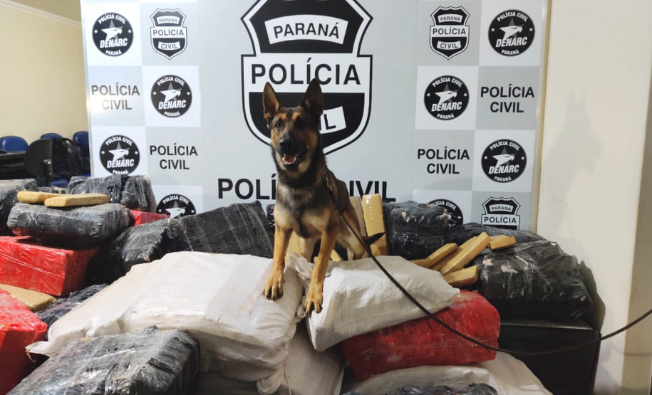 Cão farejador da polícia civil sobre diversos pacotes de droga empilhados. Ao fundo, banner da polícia civil