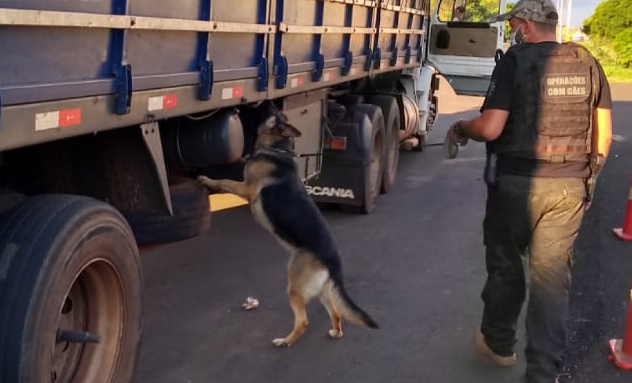 Policial civil com cão farejador procurando drogas em caminhão