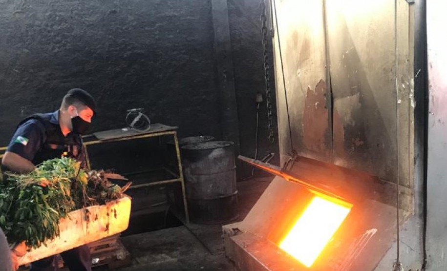 Policiais civis e guardas municipais incineram cerca de 400 quilos de maconha em Quatro Barras