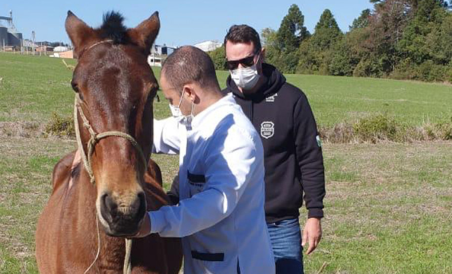 Delegado junto a veterinário examinando cavalo resgatado
