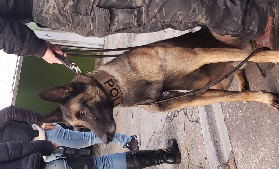 Cão farejador da PCPR