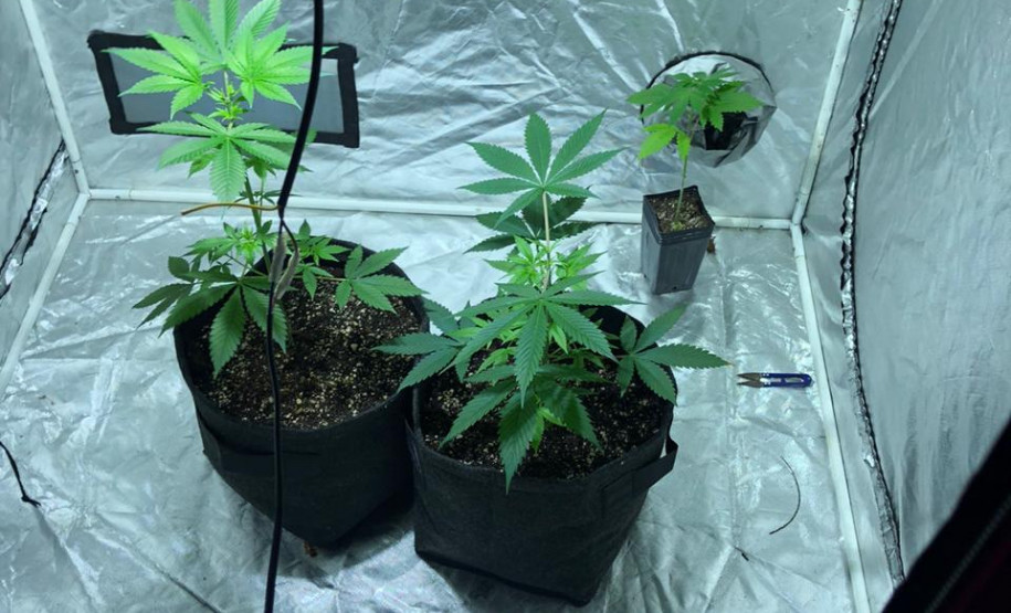 Vasos com pés de maconha no interior de estufa