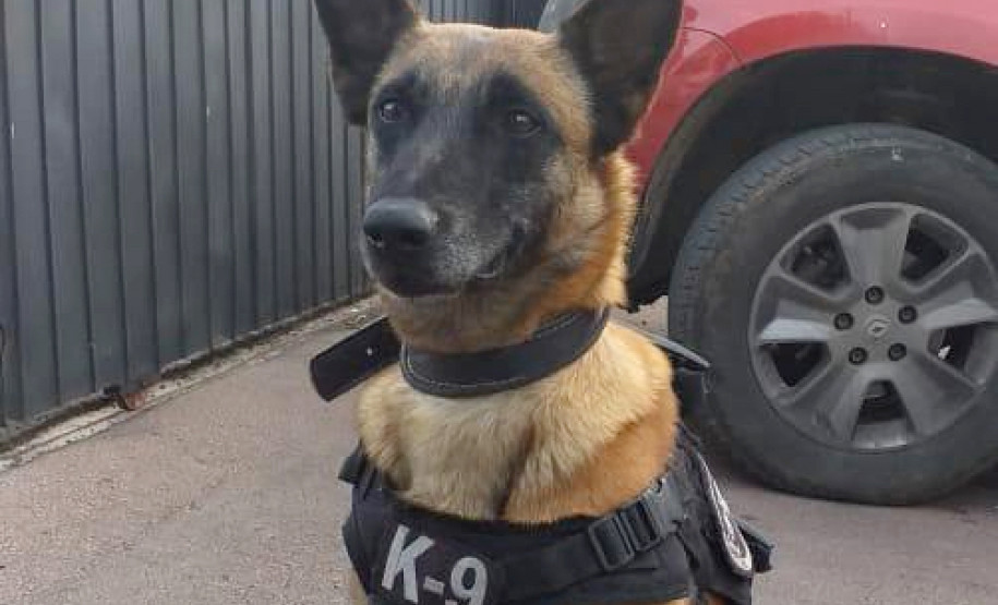 Cão farejador da polícia civil