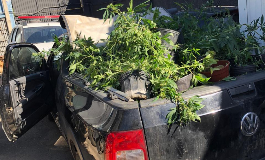 Diversos vasos com a planta, na carroceria de um veículo