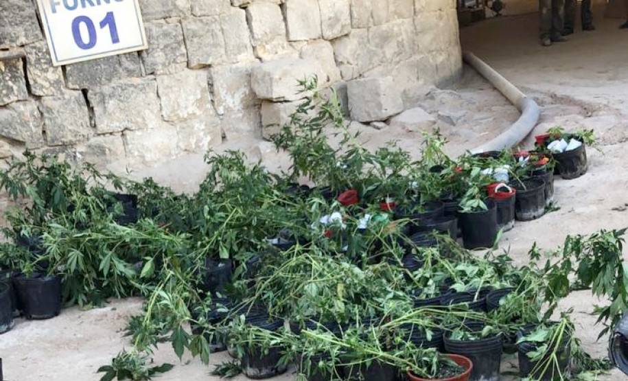 Diversos vasos com a planta, espalhados pelo chão