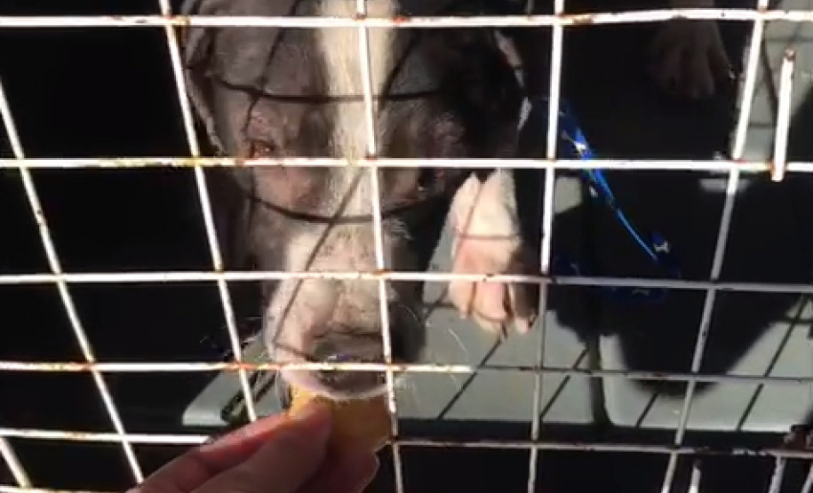 Cao resgatado no interior de uma gaiola, sendo alimentado