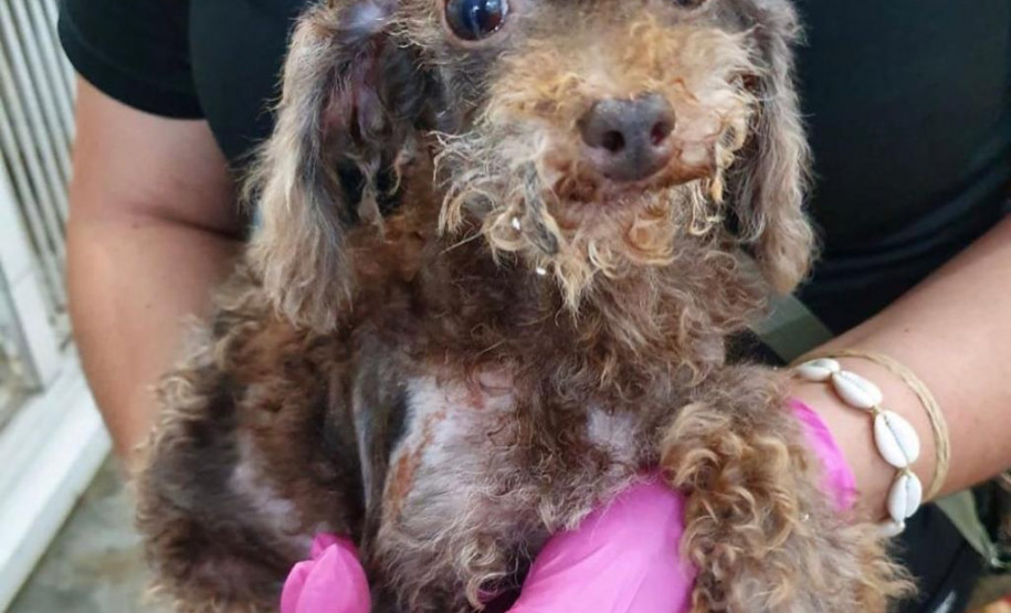 Policial civil segurando cão resgatado