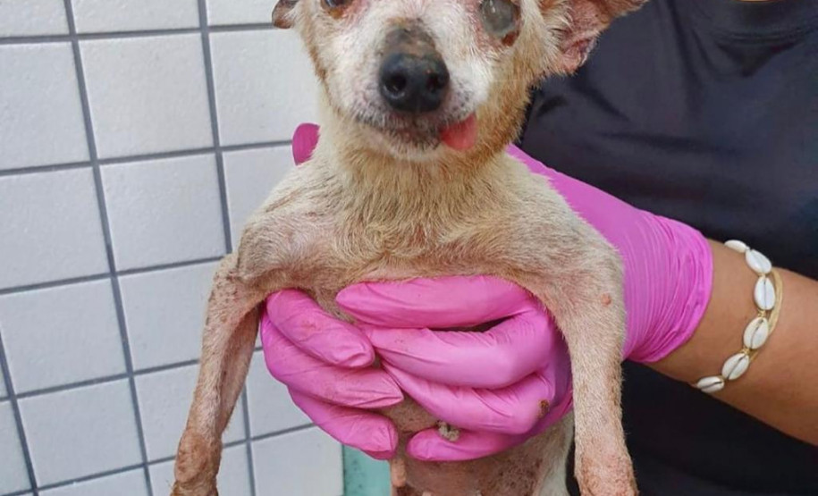 Policial civil segurando cão resgatado