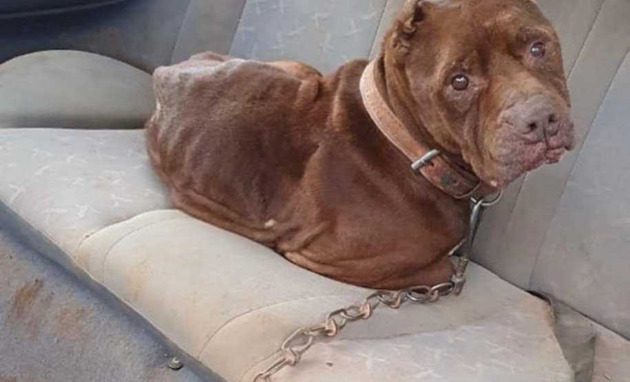 Animal resgatado, no interior de um veículo