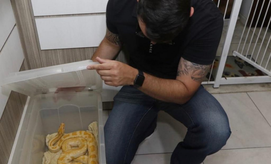 Policial civil observa serpente presa no interior de uma caixa