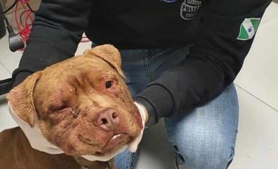 Policial civil segurando cão resgatado