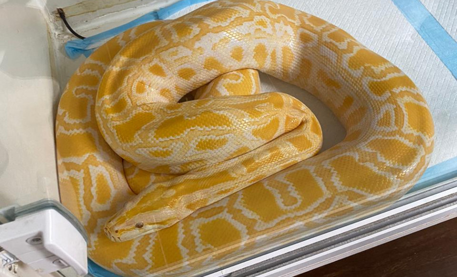 Uma das cobras resgatada