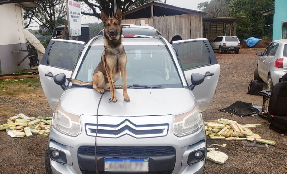 Cão farejador da polícia civil sobre capô de veículo, com diversos tabletes de droga espalhados no chão