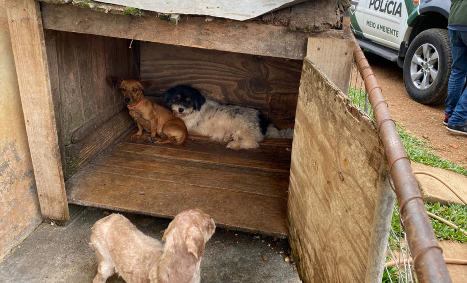 Três cães resgatados. ao fundo, viatura da polícia civil