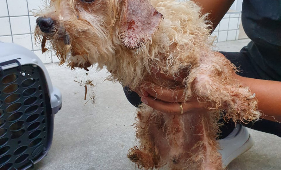 Policial civil segurando cão resgatado