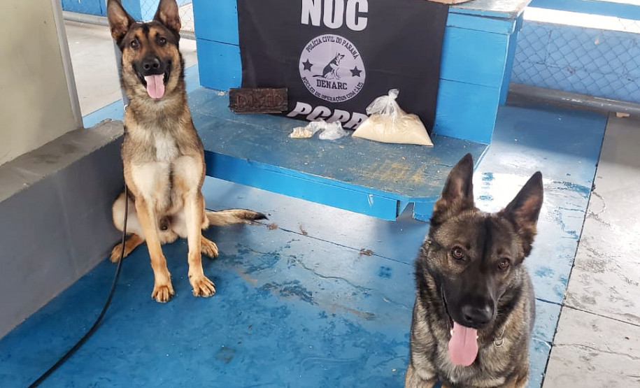 Caes policiais ao lado de droga apreendida