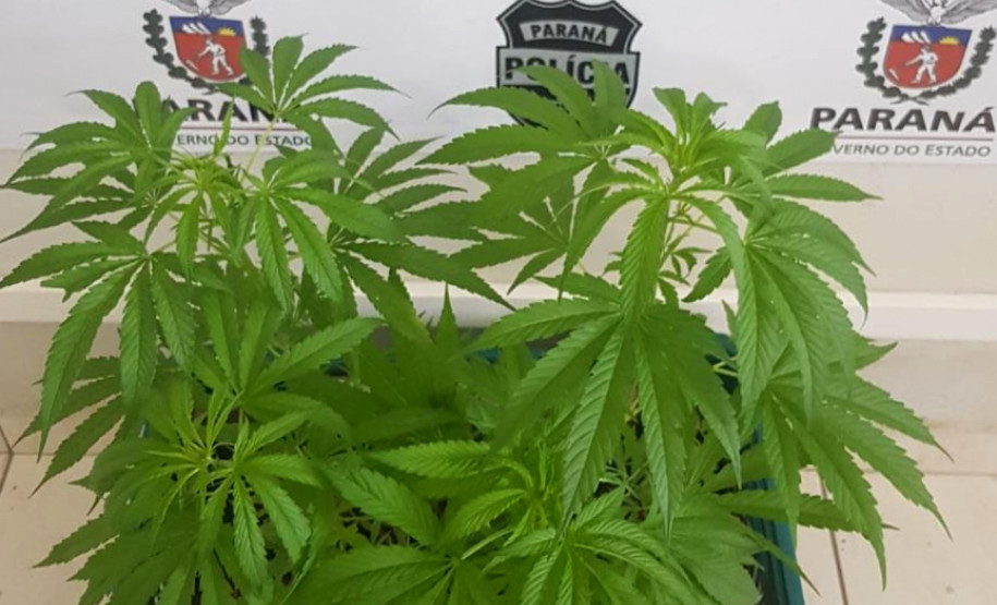 Plantas apreendidas, dentro de um engradado plástico