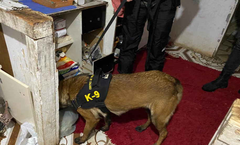 Cão policial em farejando armário