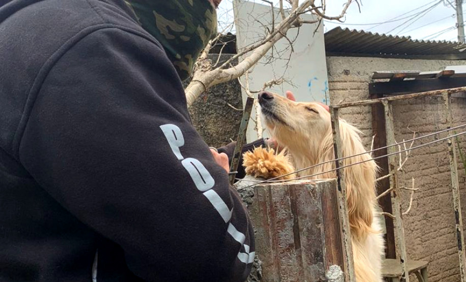 PCPR resgata cães de raça vítimas de maus-tratos em Curitiba