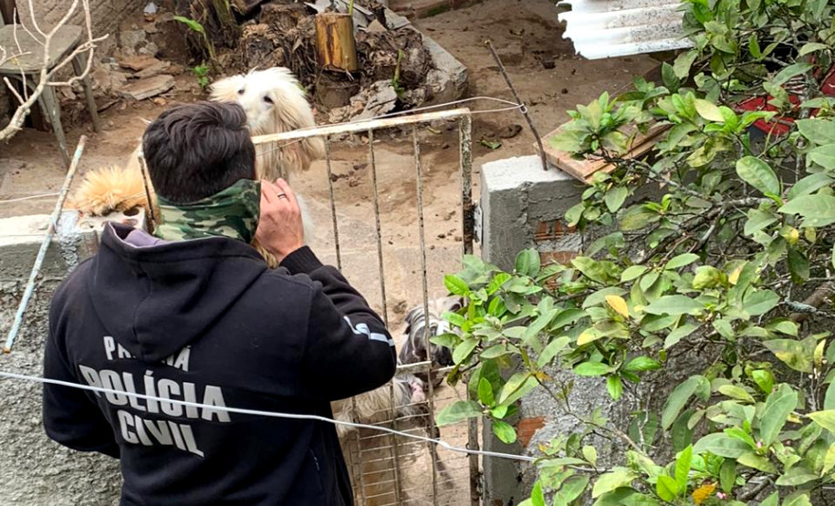 PCPR resgata cães de raça vítimas de maus-tratos em Curitiba