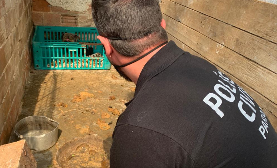 Policial civil observa cão dentro de engradado, em situação de maus-tratos