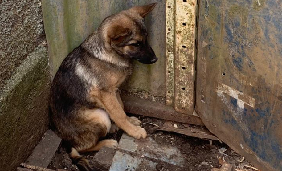 Filhote de cão em situação de maus-tratos