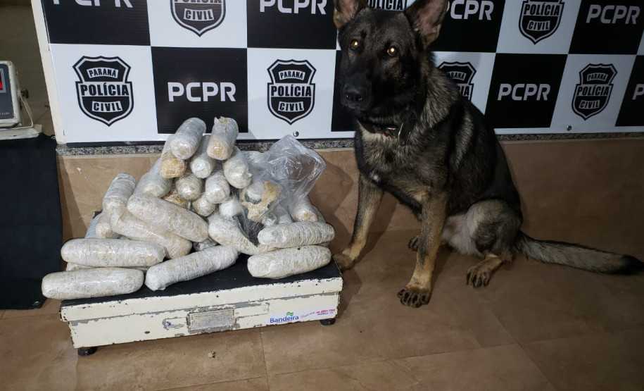 PCPR apreende 24 quilos de haxixe em Maringá