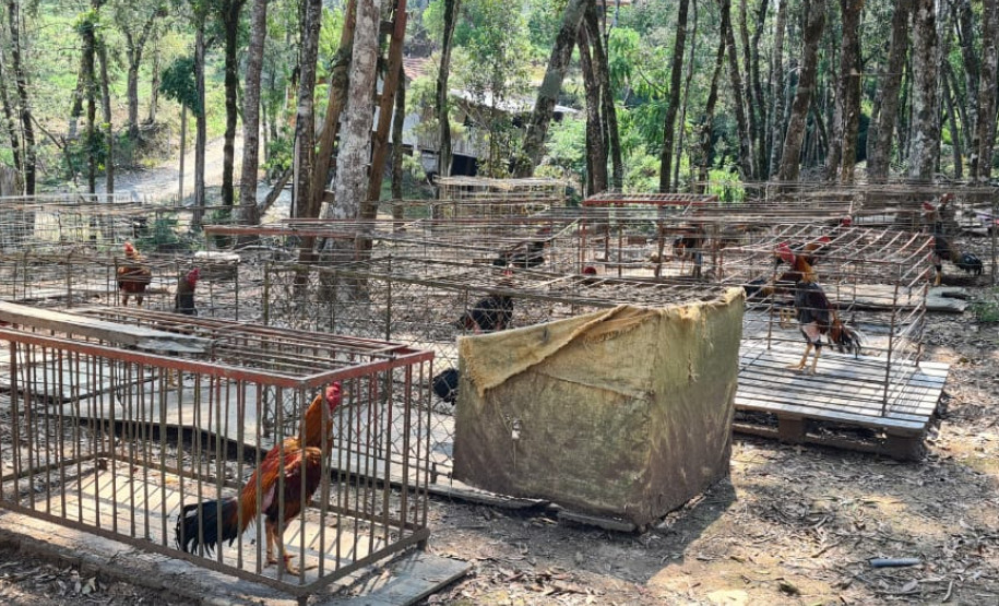 Diversas aves em gaiolas espalhadas no chão