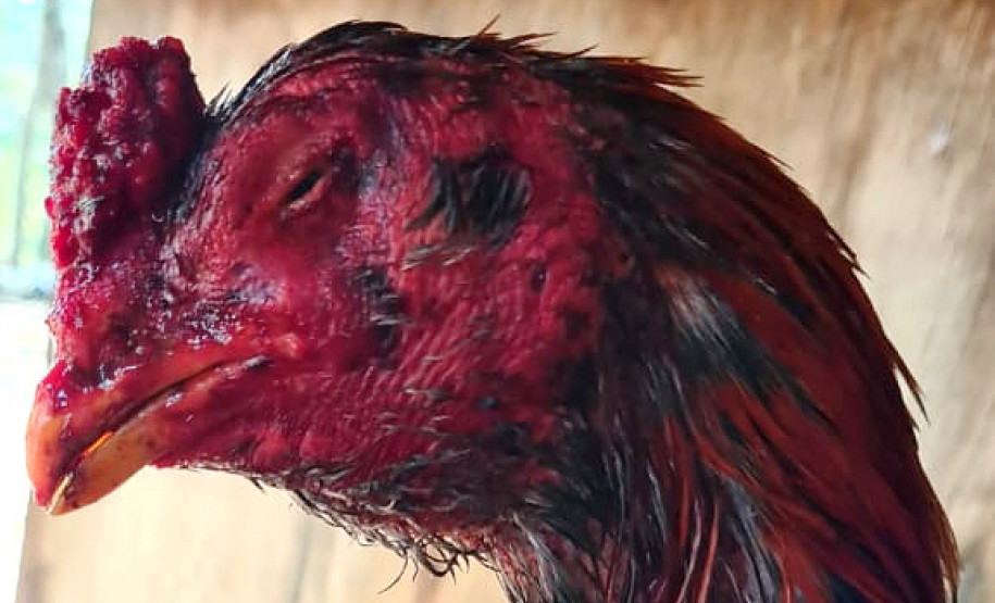 Ave com a cabeça toda machucada