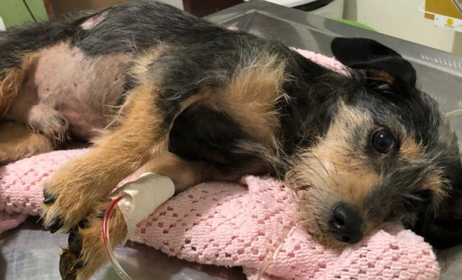Cachorro resgatado deitado em uma mesa, recebendo cuidados médicos
