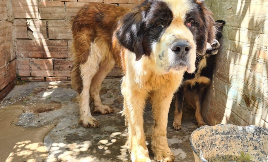 Cães resgatados em local insalubre