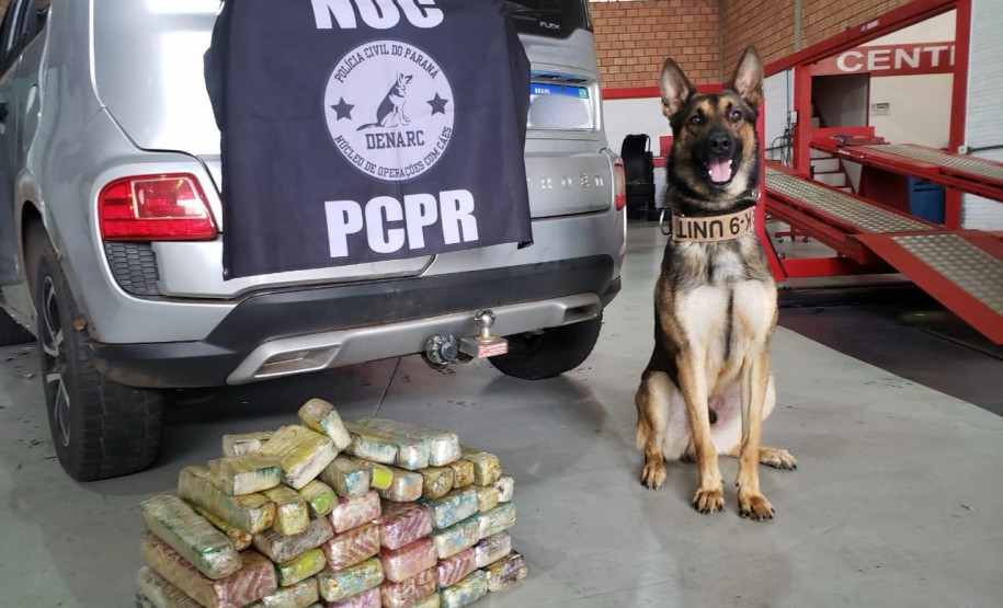 PCPR prende dois jovens suspeitos de homicídio em Castro