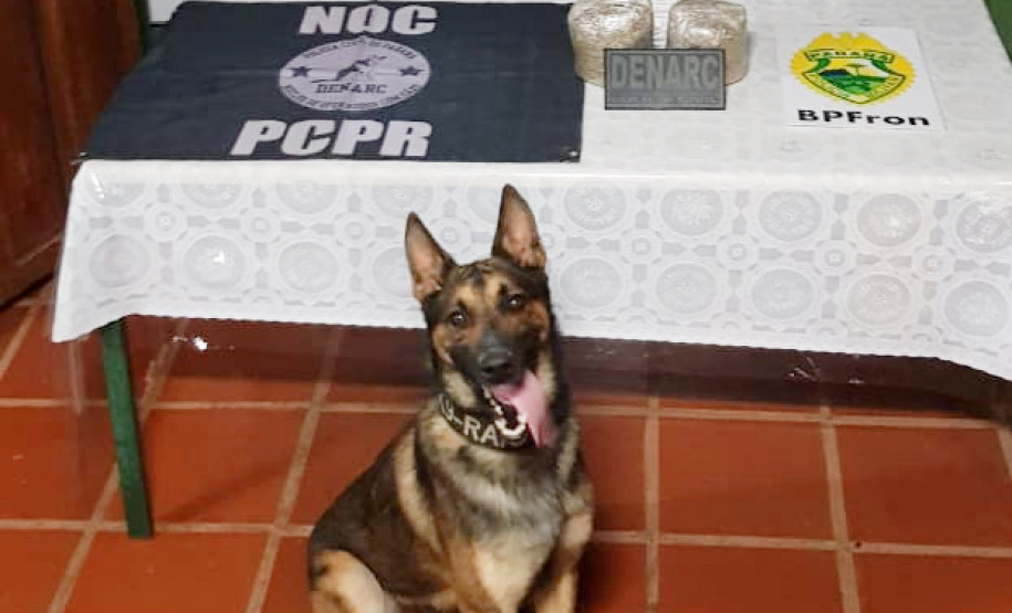 Cão policial em frente à mesa com droga apreendida
