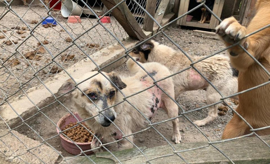Vários cães em situação de maus-tratos