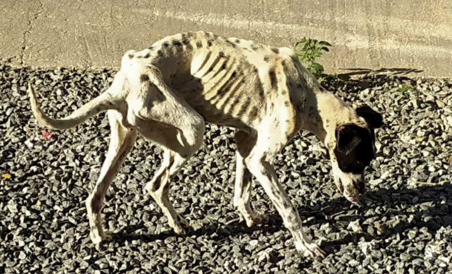 Cachorra que sofria maus-tratos