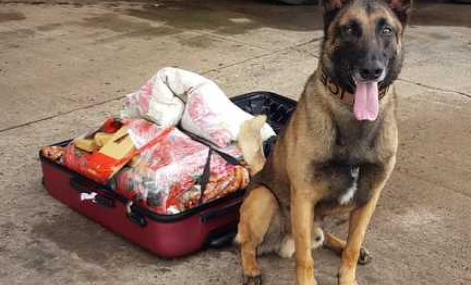 Polícia Civil usa cães de faro para reforçar ações contra o tráfico de drogas