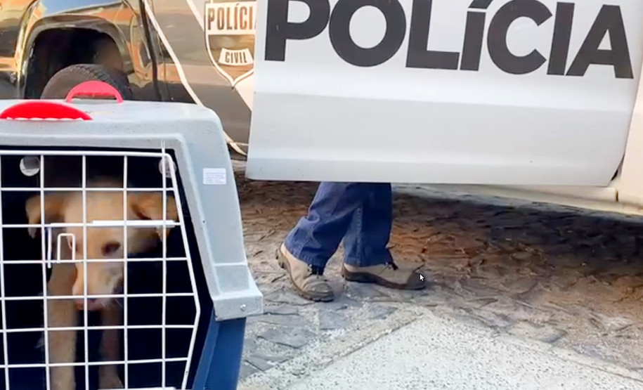 Policial civil recolhe cão em situação de maus-tratos