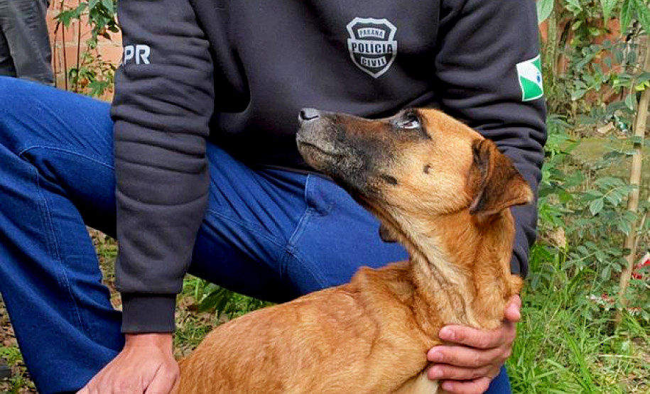 Policial civil conforta cachorro em situação de maus-tratos