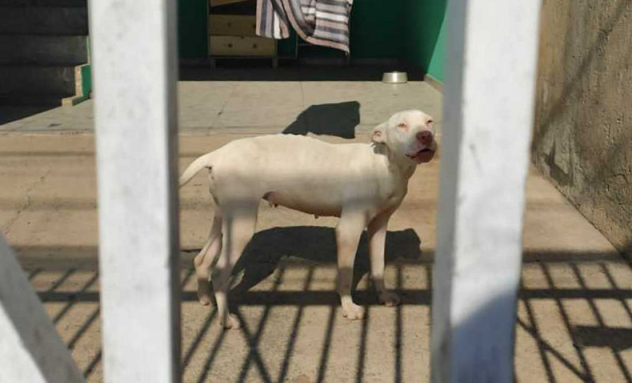 Cão em situação de maus-tratos