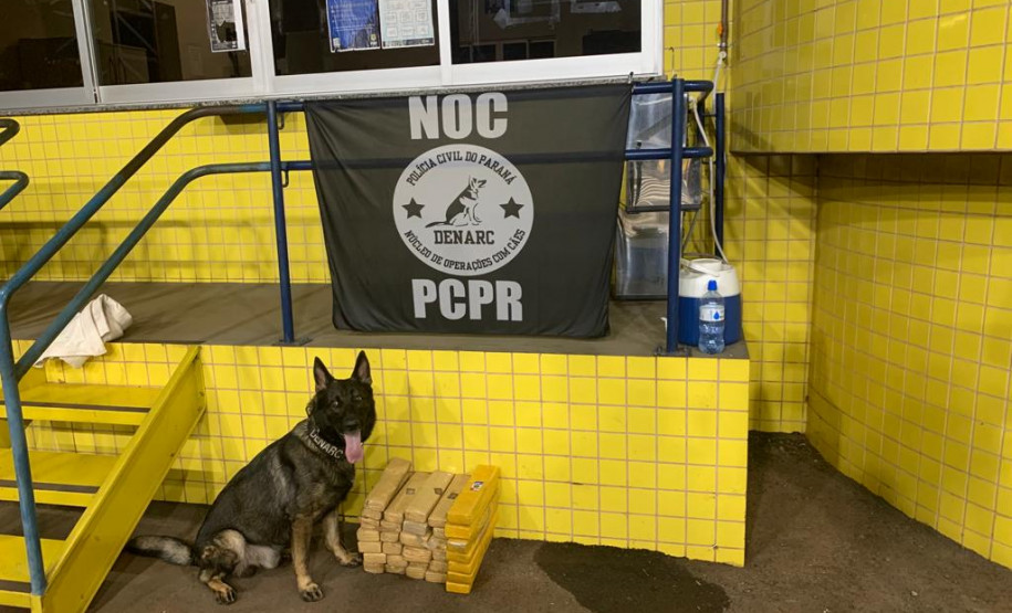 Cão policial apreende droga em bagagem